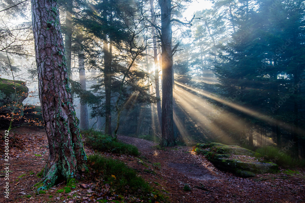 Sonnenstrahlen durchdringen den Nebel im Vogesenwald Sonnenstrahlen durchdringen den Nebel im Vogesenwald