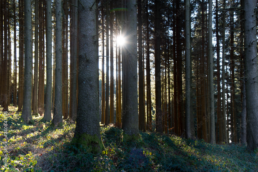 Obraz premium Sonnenstrahlen in den Wälder des Schwarzwaldes nahe Freiamt