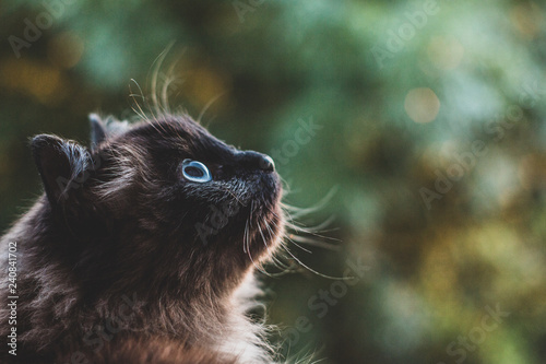 Fototapeta Naklejka Na Ścianę i Meble -  Cat eyes