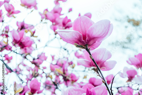 Magnolia flower blossom background