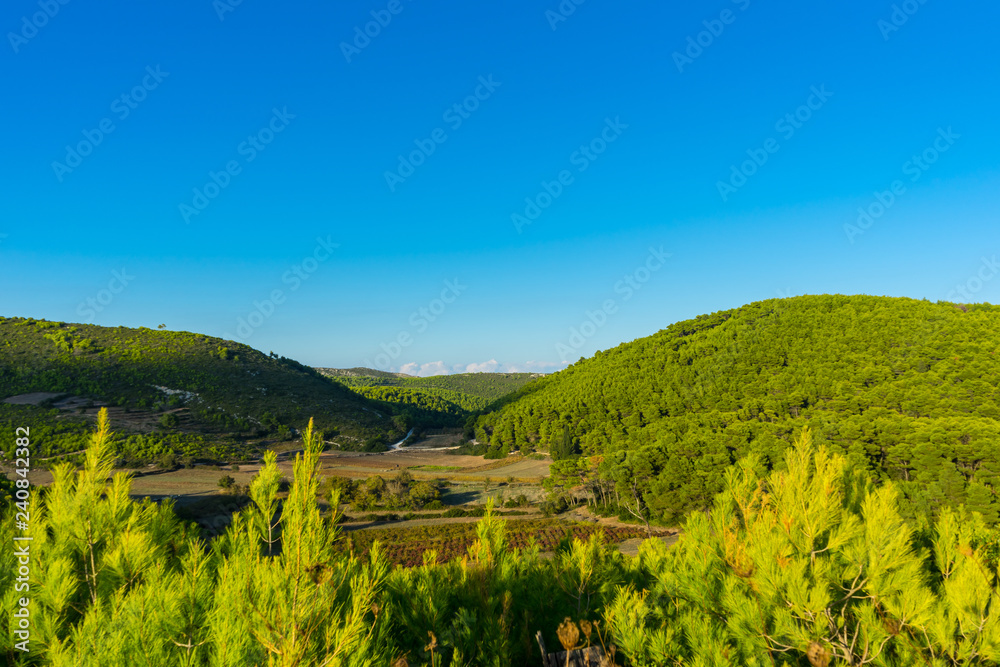 Greece, Zakynthos, Green conifer tree covered forest mountain nature landscape