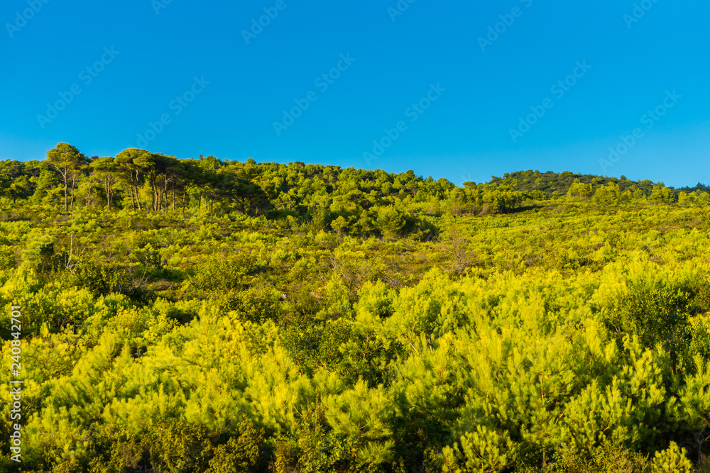 Greece, Zakynthos, Blue sky over untouched conifer tree covered nature landscape