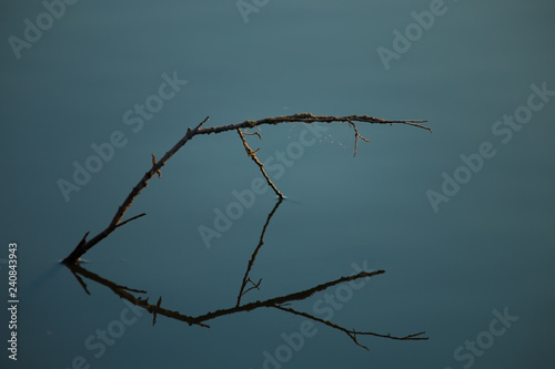 Spiegelung eines Zweigs