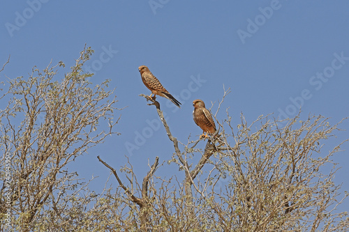 Steppenfalke (falco rupicoloides) im Dead Vlei (Namib Naukluft Park) in Namibia photo