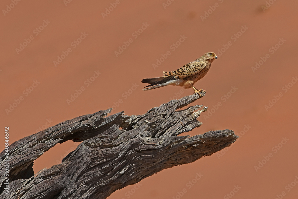 Steppenfalke (falco rupicoloides) im Dead Vlei (Namib Naukluft Park) in Namibia Steppenfalke (falco rupicoloides) im Dead Vlei (Namib Naukluft Park) in Namibia