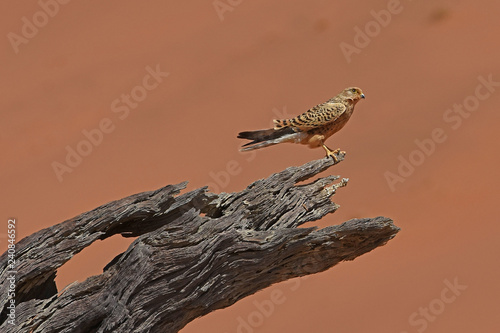Steppenfalke  falco rupicoloides  im Dead Vlei  Namib Naukluft Park  in Namibia