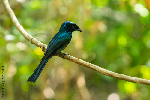 A female Lesser Racket-tailed Drongo on the liana branch
