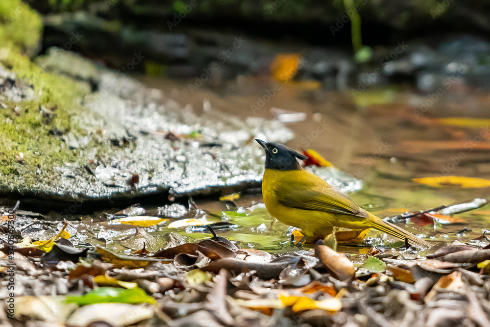 A black-crested Bulbul standing near a natural small pond A black-crested Bulbul standing near a natural small pond