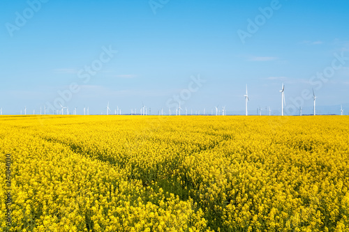 rapeseed flowers field and wind farm