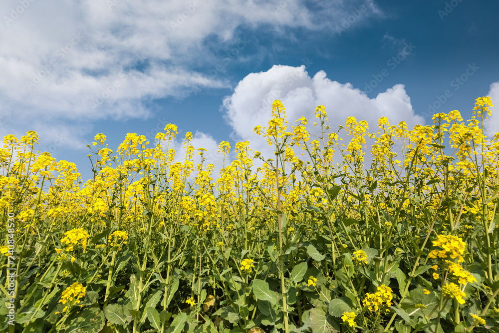 Obraz premium rapeseed flowers against a blue sky