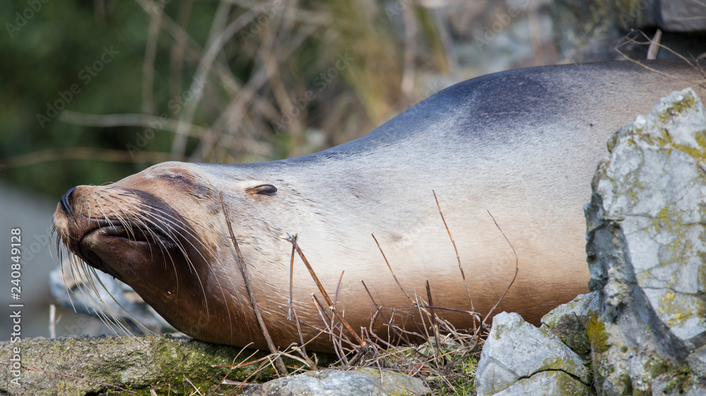 Schlafender Seelöwe