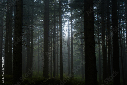 Fototapeta Naklejka Na Ścianę i Meble -  Dark forest. Karkonosze National Park. Poland