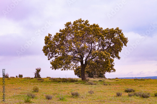 ARBOL SOBRE CAMPO DE HIERBA Y CIELO NUBOSO