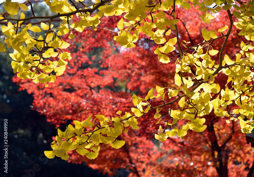紅葉も森 © ogurisu