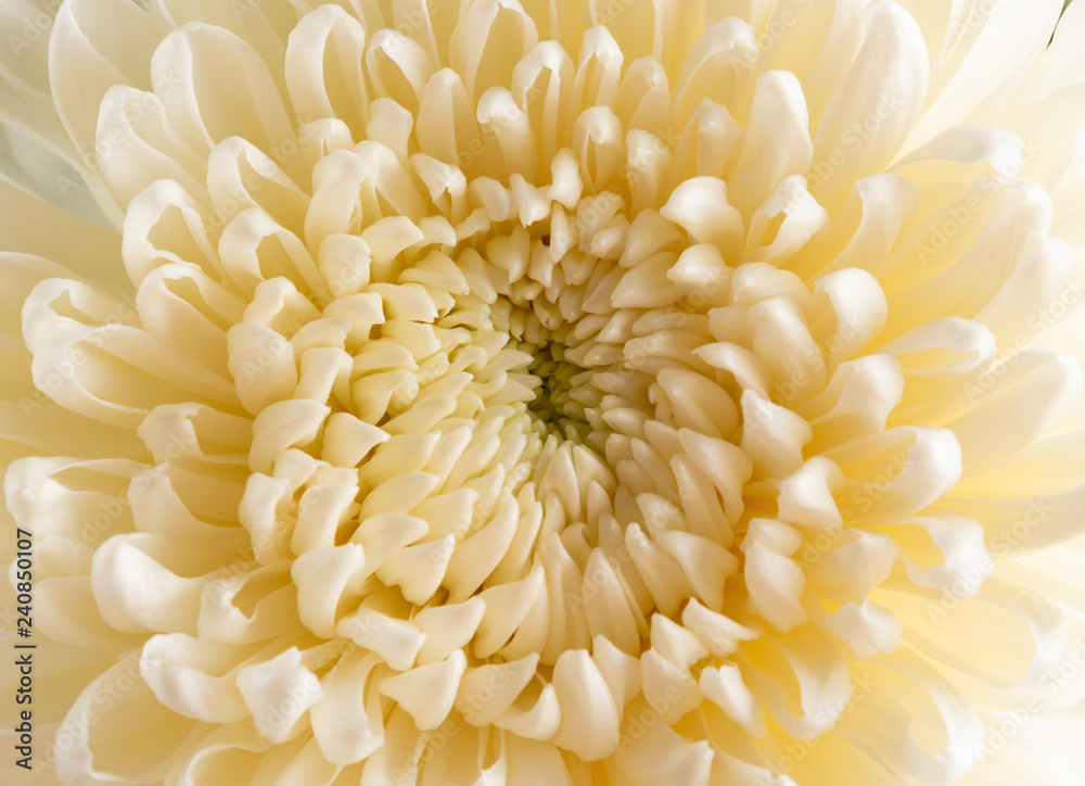 close up on the central of a white chrysanthemum flower close up on the central of a white chrysanthemum flower