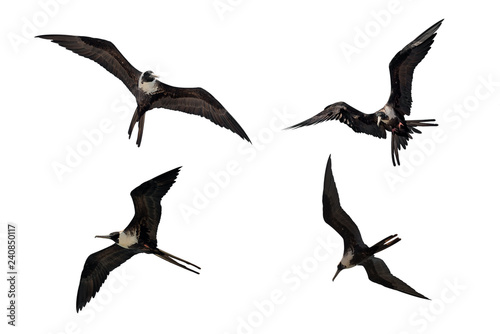 Adult female Fregata magnificens Magnificent frigatebird flying in various postures isolated on white background photo