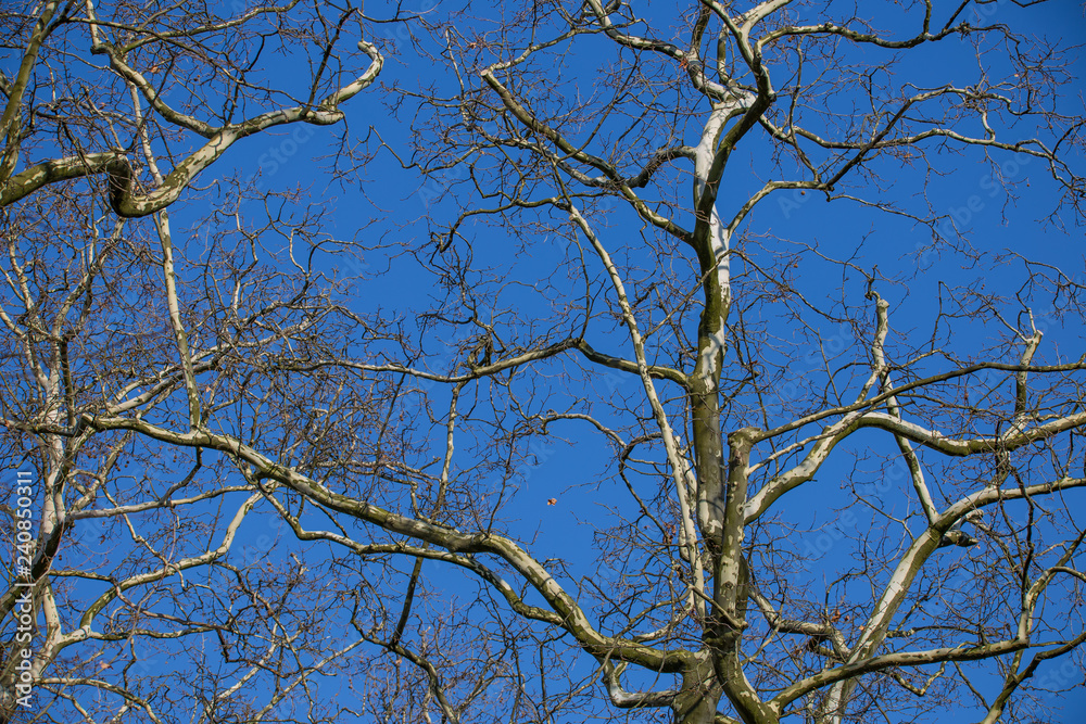 Platanenzweige gen Himmel Platanenzweige gen Himmel