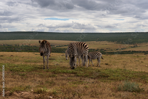 Beautifully striped zebra   s wandering around in Addo Elephant Park  South Africa