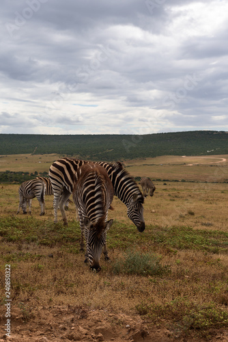 Beautifully striped zebra   s wandering around in Addo Elephant Park  South Africa