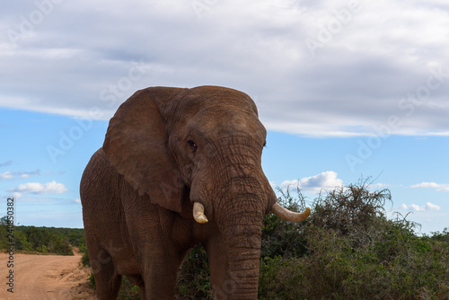 Large elephants passing by at close range in Addo Elephant Park, South Africa