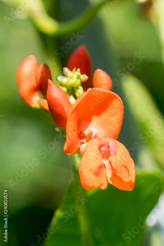 Closeup of runner bean flower (Phaseolus coccineus) photo