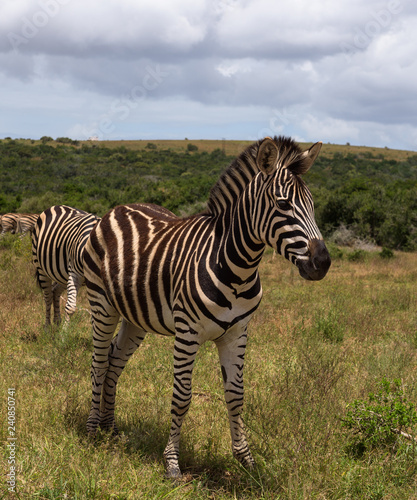 Beautifully striped zebra   s wandering around in Addo Elephant Park  South Africa