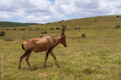 Red hartebeest grazing around on the savanna in Addo Elephant Park, South Africa photo