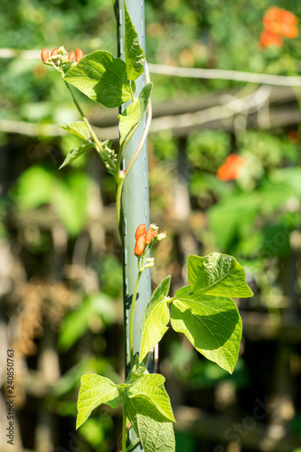 Runner bean plant (Phaseolus coccineus) growing on beanpole