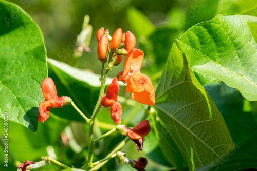 Fotografie Closeup of runner bean flower (Phaseolus coccineus)