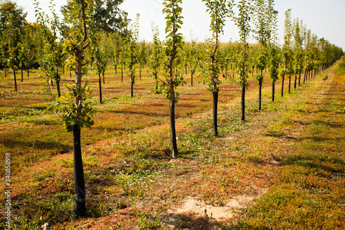 Numerous young apple trees at the farm