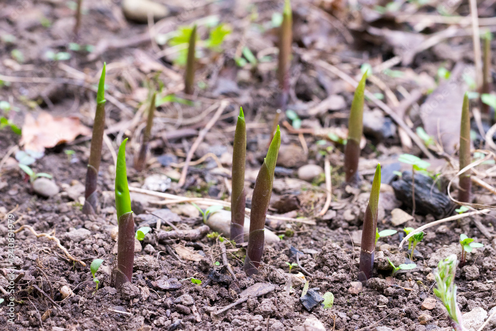 Closeup of shoots of Lily of the valley (Convallaria majalis) Closeup of shoots of Lily of the valley (Convallaria majalis)