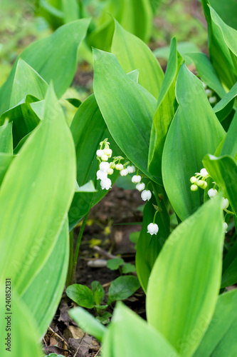 Closeup of flowering Lily of the valley plants  Convallaria majalis 