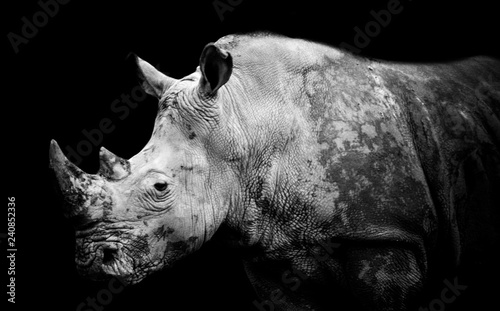Rinoceronte © JuanCarlos