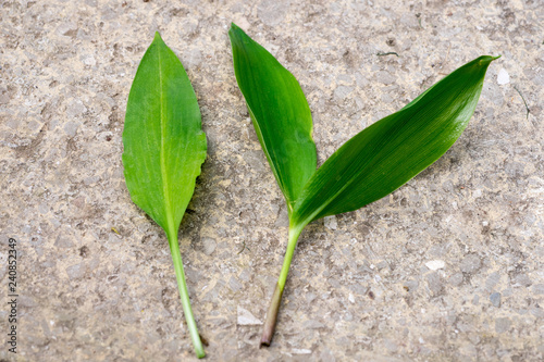 Comparison of edible wild garlic (Allium ursinum, on left) and poisonous Lily of the valley (Convallaria majalis, on right) leaves