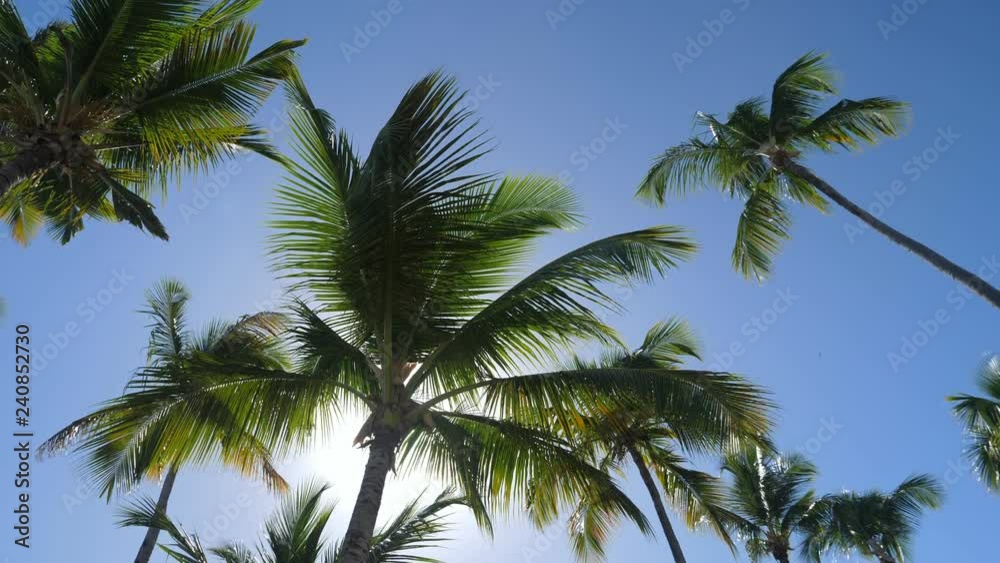 Sunlight through coconut palm trees with blue sky background, nobody Sunlight through coconut palm trees with blue sky background, nobody