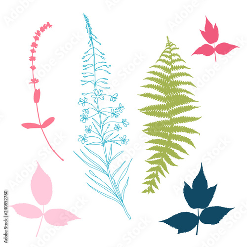 Botanical illustration with herbs, plants, flowers and leaves. Isolated vecto...