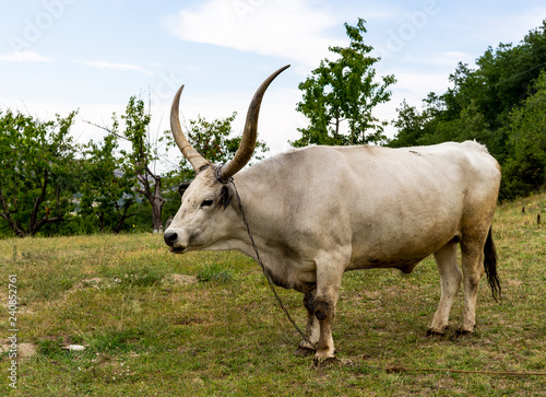 White Buffalo with long horns.
