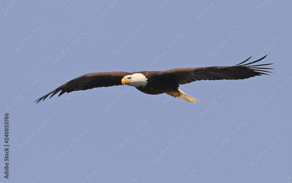 Obraz premium Eagle Soaring Over Nagog Pond