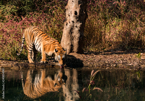 Bengal tiger drinking water from a waterhole with its reflection and eye contact