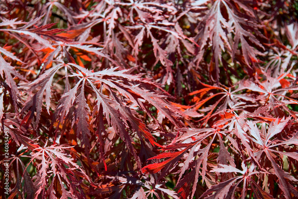 Vibrant red acer foliage pattern