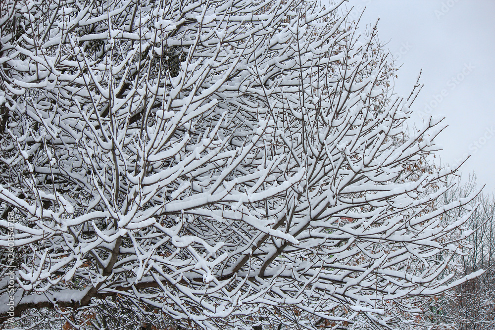 snow-covered trees snow-covered trees