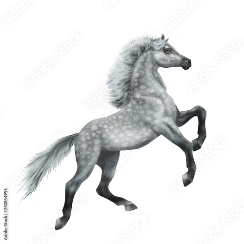 cheval  animal  gris   isol    noir  silhouette    talon  coeur  galop  mammif  re  course  crin  illustration  sauvage  des chevaux  courir  ferme  nature  cheval  jument  chevalin  andalou  animal  cou