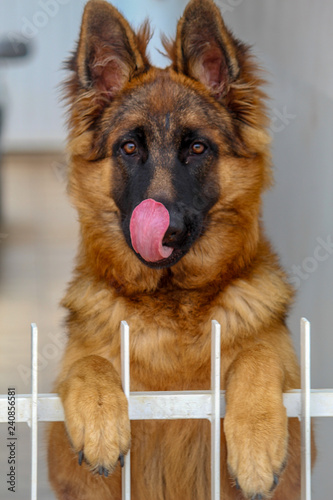 Canvastavla Dog german shepherd