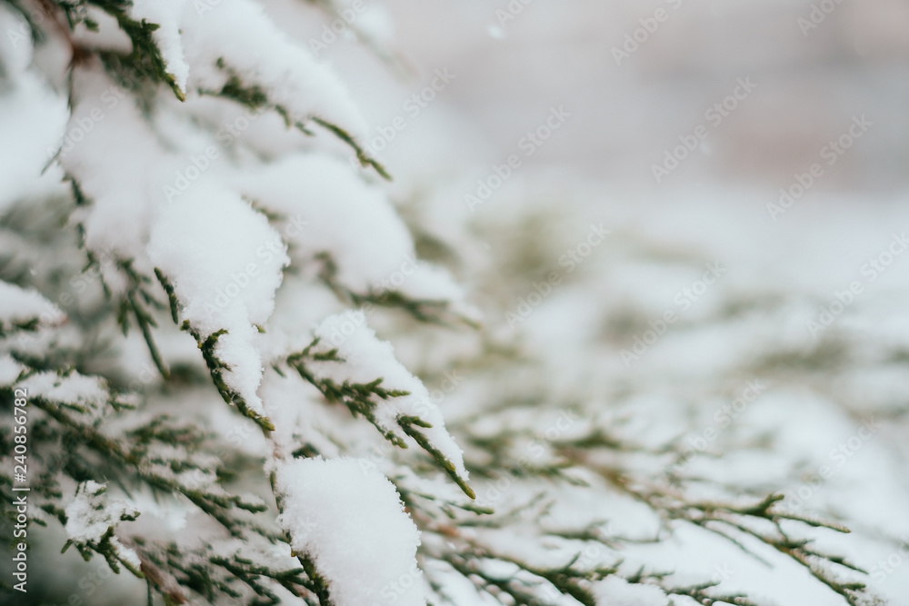 Branch of fir tree covered with the first snow. Closeup background. Winter texture.