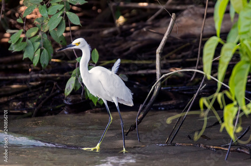 Egretta thula (snowy egret) in Tortuguero - Costa Rica photo