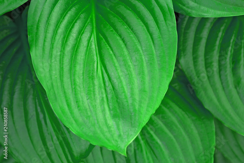 Green spring summer tropicl background. Hosta plant.