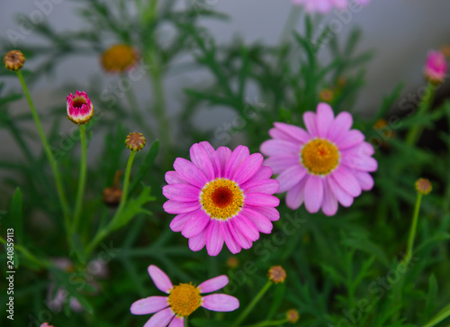 Beautiful daisy with rich green leaves grows