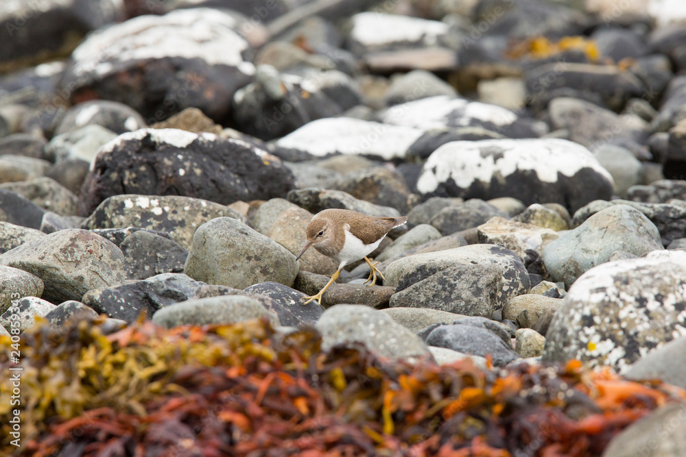 Common sandpiper (Actitis hypoleucos) feeding on rocks on coastal island, Isle of Mull, Scotland, United Kingdom Common sandpiper (Actitis hypoleucos) feeding on rocks on coastal island, Isle of Mull, Scotland, United Kingdom