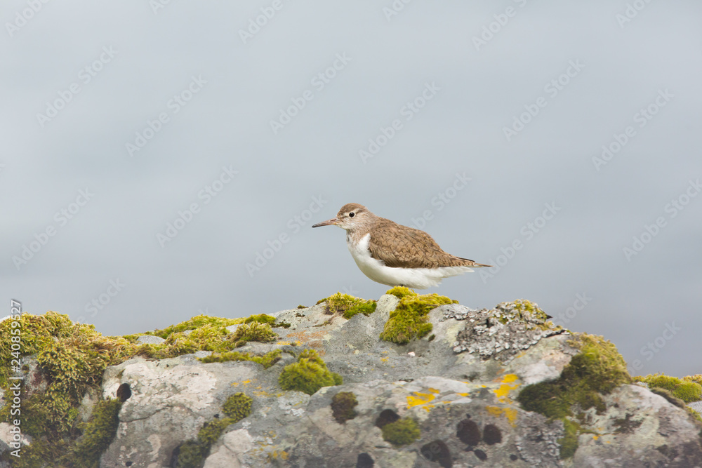 Fototapeta premium Common sandpiper (Actitis hypoleucos) preening and shaking wings whilst feeding on rocks on coastal island, Isle of Mull, Scotland, United Kingdom