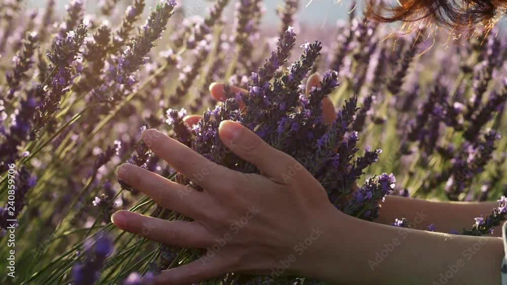 Young woman gently holding lavender flowers in her hands and smelling the purple flowers during a bright sunny day. Slow motion shot